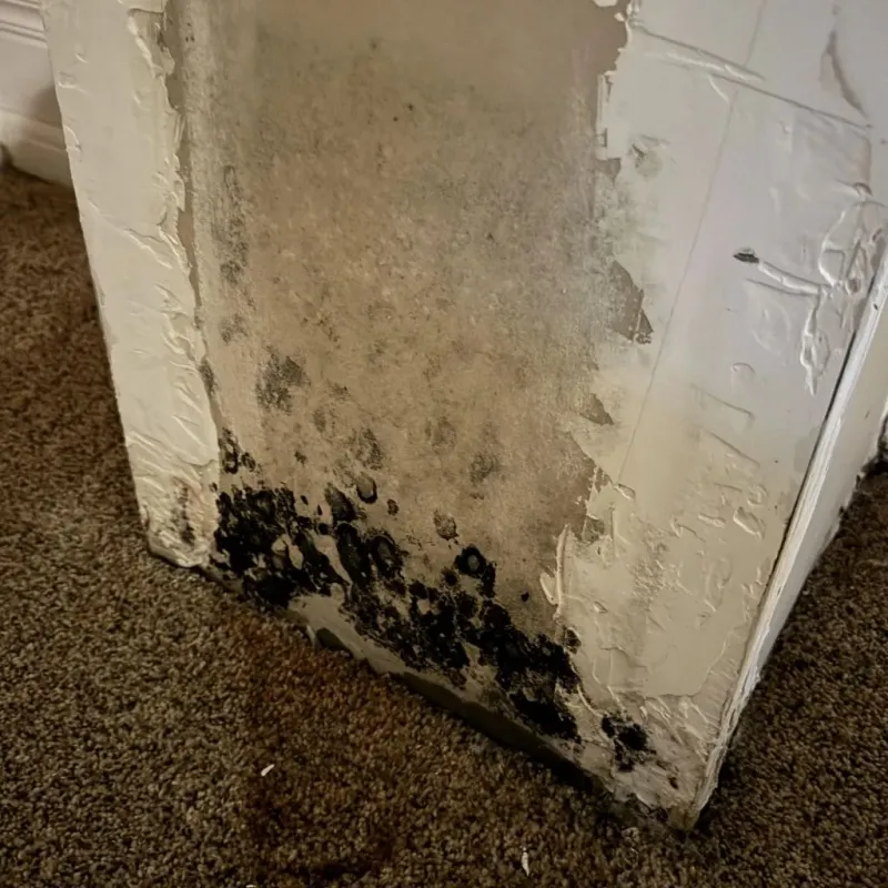 Professional Mold Removal in Easton, PA